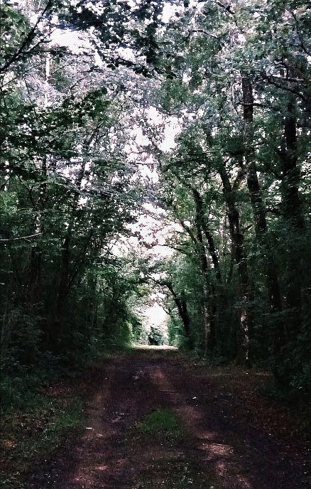 chemin en forêt